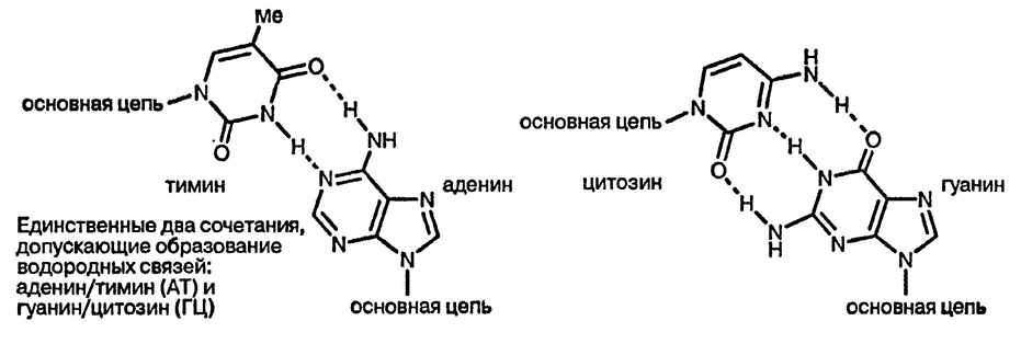 Рисунок 2. Раздел 24.1. Нуклеиновые кислоты, нуклеозиды и нуклеотиды