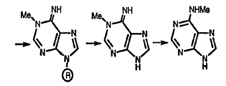 Рисунок-ответ № 3. Глава 24. Предложите структуры и объясните следующее: аденозин реагирует с Me2SO4 → C11H15N5O4, затем это соединение с водн. HCl → C6H7N5 и, наконец, при действии водного NH3 на последнее соединение образуется изомер C6H7N5.