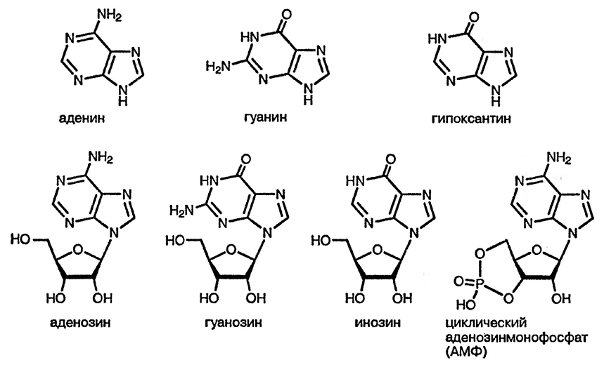 Рисунок 3. Раздел 24. Пурины: реакции и методы синтеза