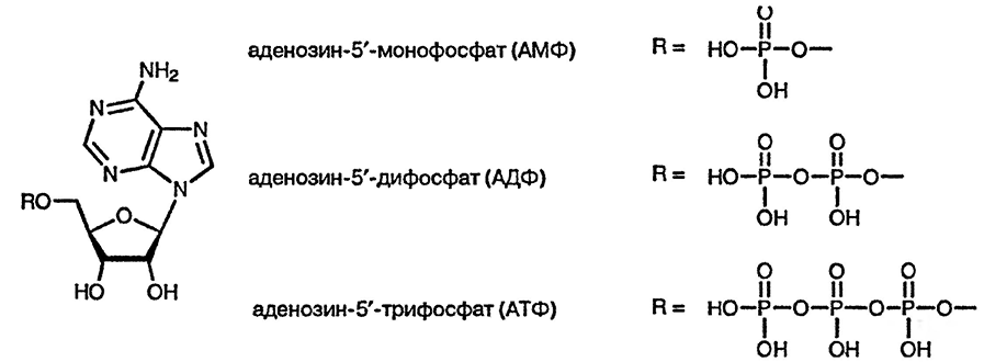 Рисунок 4. Раздел 24. Пурины: реакции и методы синтеза